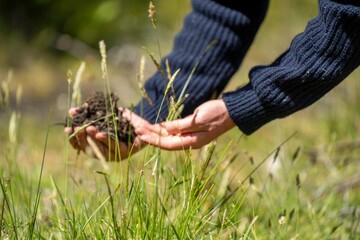 plant and soil agronomy by a farmer in a field