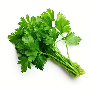 Professional food photography of Chervil, isolated on white background,  Chervil isolated on white background