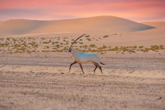 Aribian orix on the dunes in UAE