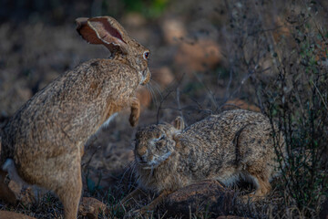 A pair of indian hare are fingting