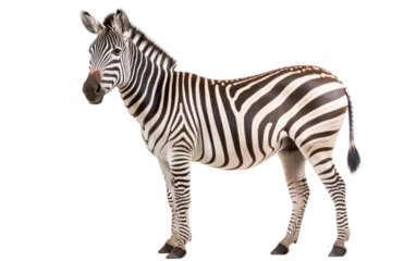 Kussenhoes Attractive Mountain Zebra Isolated on a Transparent Background PNG. © Haider