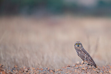 Short eared owl on the forest