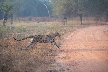 Fototapeta na wymiar Leopard crossing the road in jhalana forest rajasthan India.