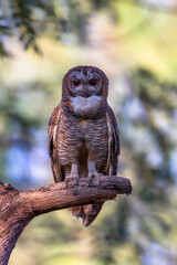 mottled wood owl on the tree