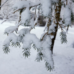 Sudden snowfall weighs heavily on the pine branch on the North Yorkshire smallhodling at 900ft