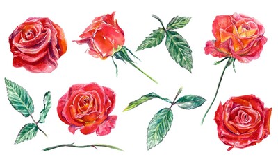 Set of flowers and leaves of red roses. Watercolor illustration isolated on white background. Greeting cards, wedding invitations, Valentines day.