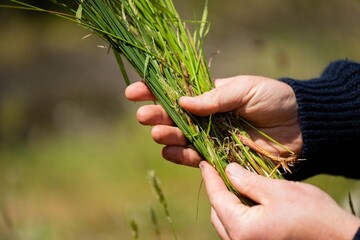 soil scientist agronomist farmer looking at soil samples and grass in a field in spring. looking at...