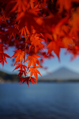 Selective focus of beautiful autumn leaves with view of Mount Fuji in Lake Kawaguchi