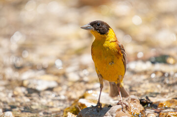 Black-headed Bunting (Emberiza melanocephala) on a stone in the stream.