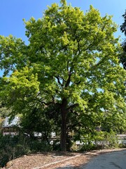 tree in the park 藍天白雲大樹 大自然