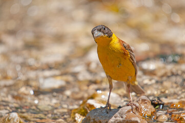 Black-headed Bunting (Emberiza melanocephala) on a stone in the stream.