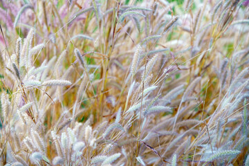 grass flower