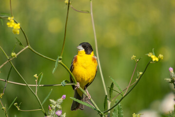 Black-headed Bunting (Emberiza melanocephala) among yellow and purple flowers.