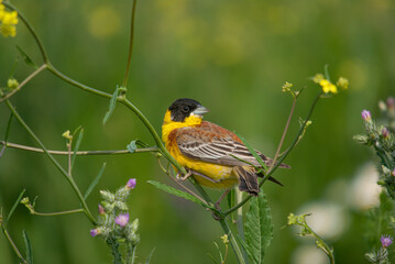 Black-headed Bunting (Emberiza melanocephala) among yellow and purple flowers.