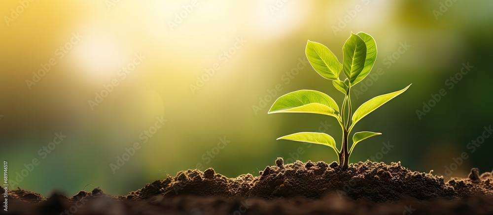 Poster morning light and green nature background with a young plant symbolizing new life growth ecology bus
