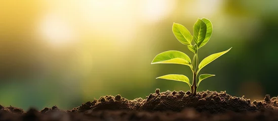 Foto op Aluminium Morning light and green nature background with a young plant symbolizing new life growth ecology business financial progress and Earth Day Copy space image Place for adding text or design © vxnaghiyev