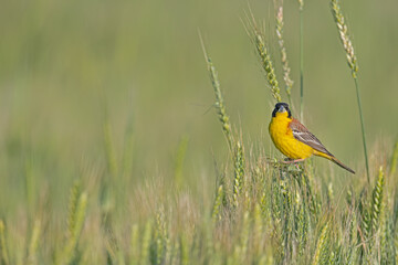 Black-headed Bunting (Emberiza melanocephala) on ears of wheat.