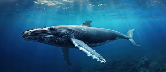 Humpback whale in Tonga s Vava u island Copy space image Place for adding text or design