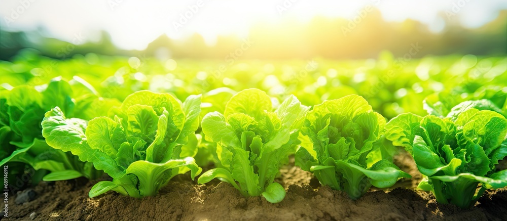 Poster fresh hydroponic lettuce cultivated in a green farm copy space image place for adding text or design