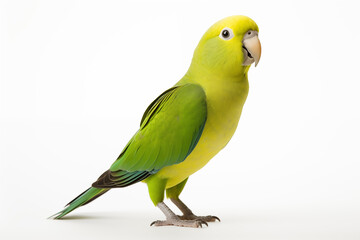 Portrait of Quaker parrot isolated on a white background. Side view