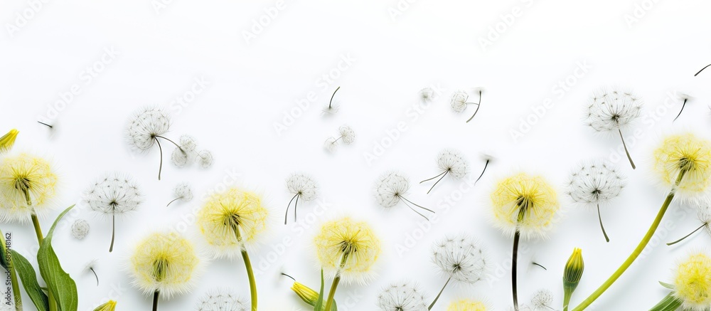 Fototapete Dandelion flowers on white background in artistic spring layout Copy space image Place for adding text or design