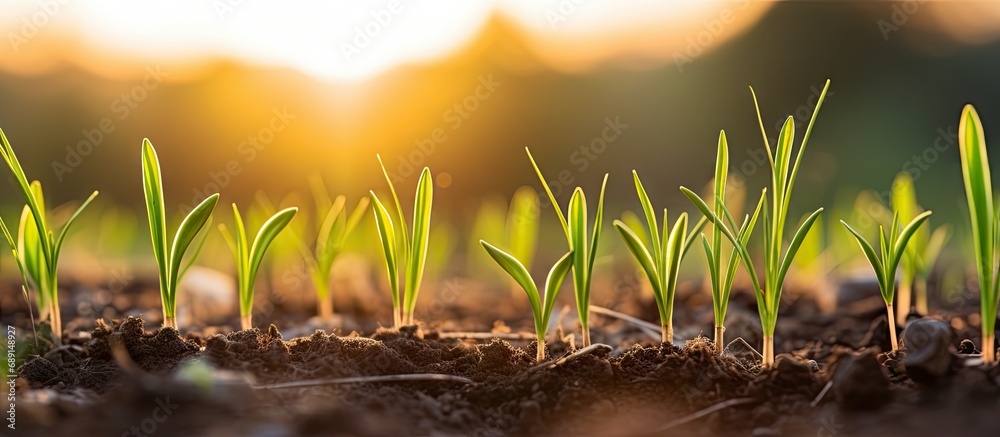 Fototapete growing in field green wheat sprouts field with rye sprouting at sunset copy space image place for a