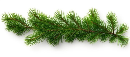 Green spruce branch isolated on white background seen from above Copy space image Place for adding text or design - obrazy, fototapety, plakaty