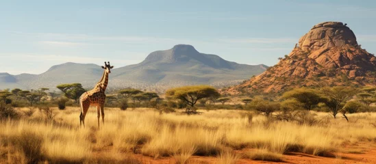  Giraffe panorama in African Savannah with geological butte Entabeni Safari Reserve South Africa Copy space image Place for adding text or design © vxnaghiyev