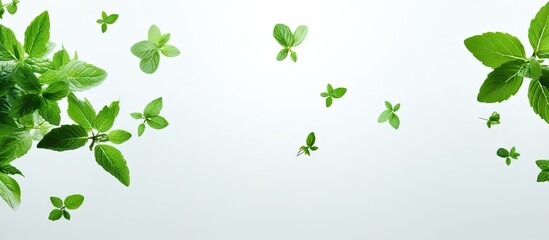 Green mint leaves levitating in the air against a white background symbolizing summer Copy space image Place for adding text or design