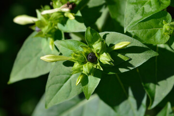 Marvel of Peru flower buds and seeds