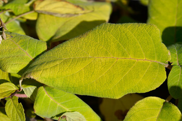 Large-leaved scabrous hydrangea leaves