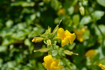 Monkey flower