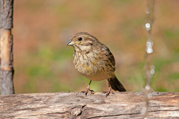 Cirl Bunting (Emberiza cirlus) standing on a tree stump. Blurred coloured background.