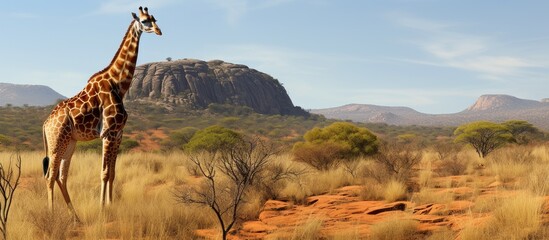 Obraz premium Giraffe panorama in African Savannah with geological butte Entabeni Safari Reserve South Africa Copy space image Place for adding text or design