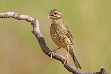 Cirl Bunting (Emberiza cirlus) on a tree branch. Blurred background.