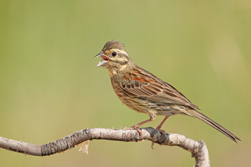 Cirl Bunting (Emberiza cirlus) on a tree branch. Blurred background.