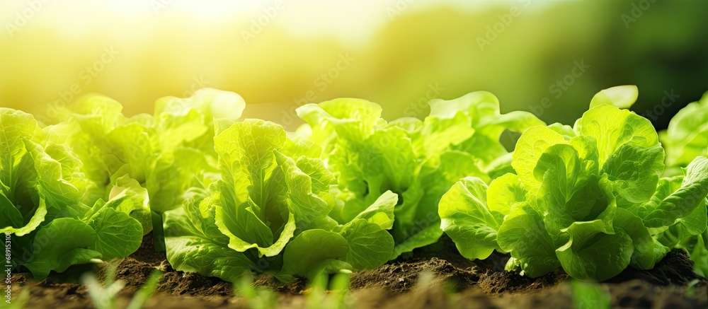 Poster Fresh hydroponic lettuce cultivated in a green farm Copy space image Place for adding text or design