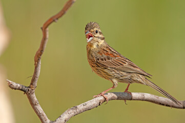 Cirl Bunting (Emberiza cirlus) on a tree branch. Blurred background.