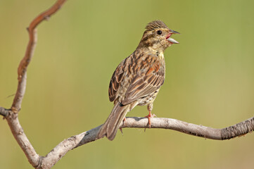 Cirl Bunting (Emberiza cirlus) on a tree branch. Blurred background.