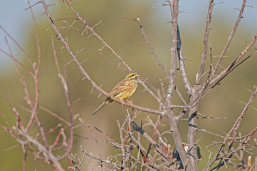Cirl Bunting (Emberiza cirlus) on a tree branch. Blurred background.