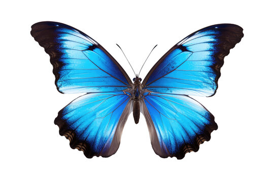 Closeup Portrait Of A Beautiful Blue Butterfly In Flight, Transparent White Background, Png.