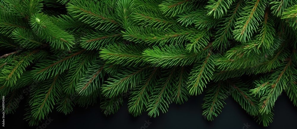 Poster Green spruce branch isolated on white background seen from above Copy space image Place for adding text or design