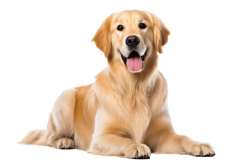 Cute And Friendly Golden Retriever Dog, Transparent White Background, Png. - obrazy, fototapety, plakaty