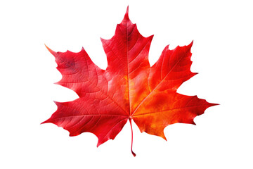 Vibrant Autumn Maple Leaf Cutout On Transparent White Background, Png.