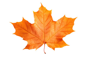 Cutout Of A Colorful Autumn Maple Leaf, Transparent White Background, Png.