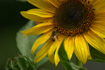 Wonderful yellow sunflower in the garden - 689155307