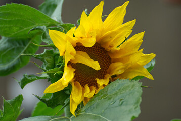 Wonderful yellow sunflower in the garden - 689155309