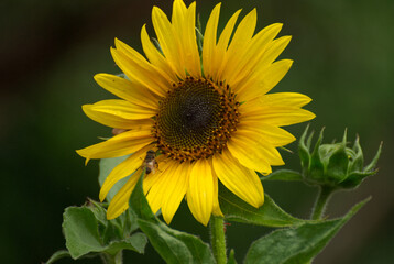Beautyful sunflower close up in the garden - 689155341