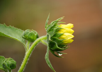 Wonderful yellow sunflower in the garden - 689155347