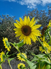 Beautyful sunflower close up in the garden - 689155374